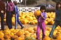 Young asian girl holding a pumpkin in a pumpkin patch.