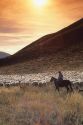 Shepherd tends to a flock of sheep near Sun Valley, Idaho.