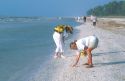 Tourists picking up seashells on Sanibel Island, Florida which is famous for the 