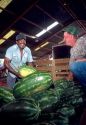 farmers with watermelons in cordele, georgia.