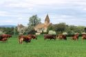 Cattle grazing in central France.