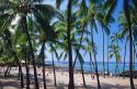 Palm trees and a beach scene at Kahaluu State Park on the big island of Hawaii.