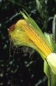 An ear of corn on the plant.