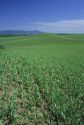 A pea field near Moscow, Idaho.