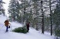 A couple harvesting the family christmas tree in Idaho.
