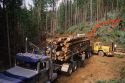 A logging operation in Coeur d' Alene, Idaho.