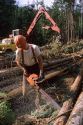 A logger using a chainsaw at a logging operation in Northern Idaho.