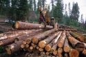 A loader moving logs in the Boise National forest of Idaho.