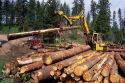 Timber harvest in the Boise National Forest, Idaho.