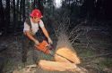 A lumberjack uses a chainsaw for timber harvest in Oregon.