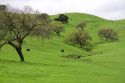 Green hills with trees and cattle grazing near Solvang, California.