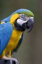 Macaw parrot at the Audubon Zoo in New Orleans, Louisiana.