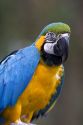 Macaw parrot at the Audubon Zoo in New Orleans, Louisiana.