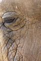 Close up of elephant skin and eye.