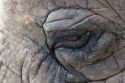 Close up of elephants skin and eye.