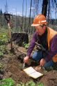 Reforestation after wildfire damage in the Boise National Forest, Idaho.  Forester consults notes on planting records.
