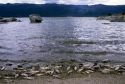 Fish kill, Lake Cascade, Idaho.