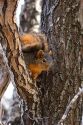 A fox squirrel sitting in a tree.