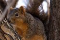 A fox squirrel sitting in a tree.