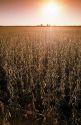 A soybean field backlit by the sun.
