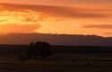 Cattle graze on farmland at sunset near Alamo, Nevada.
