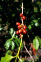 Coffee beans on the plant on the island of Kauai, Hawaii.