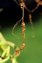 Nitrogen fixing nodules on the roots of string beans.