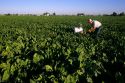 Farmers inspect their sugar beet crop in Canyon County, Idaho.