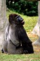 Gorilla.