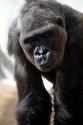 Gorilla.