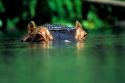 Hippopotamus.