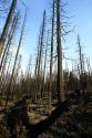 Yellowstone Park lodgepole pine trees destroyed by fire.