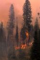 A 1989 forest fire near Lowman, Idaho.