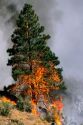 A forest fire in Idaho consumes a ponderosa pine tree.

forest fire, forestfire, wildfire, wild fire, fire, burn, trees, forest, forestry, disaster, natural disaster, ecology, environment, habitat, nature, flame