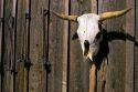 A cattle skull and branding irons hang on a barn wall.