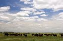 Cattle graze on the pompas of Argentina.