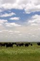 Cattle graze in a field, Argentina.