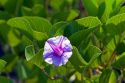 The blossom of a morning glory on the island of Tahiti.