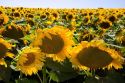 Sunflower fields near Tamil, Argentina.