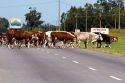 Cattle crossing the road near Neccochea, Argentina.