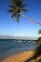 Beach scene with lagoon and palm trees on the island of Moorea.