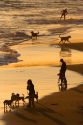 People and dogs on the beach at sunset in Santa Cruz, California.