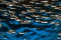 Anchovy display at the Monterey Bay Aquarium in Monterey, California.