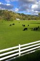Cattle grazing along U.S. Highway 101 in northern California.