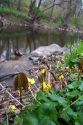 Natural habitat with vegetation and wildflowers growing along Rock Creek in Rock Creek Park at Washington, D.C.