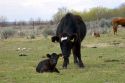 Black cow with it's calf in a field, Idaho.