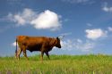 Longhorn cattle steer, Canyon county, Idaho.