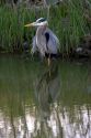Great blue heron at Maumee Bay Refuge, Ohio.