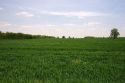 Green unripe wheat field in northwestern Ohio.