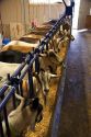 Milking goats at goat dairy near Kelowna, British Columbia, Canada.